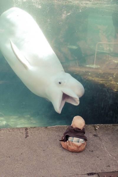 beluga whale eating baby