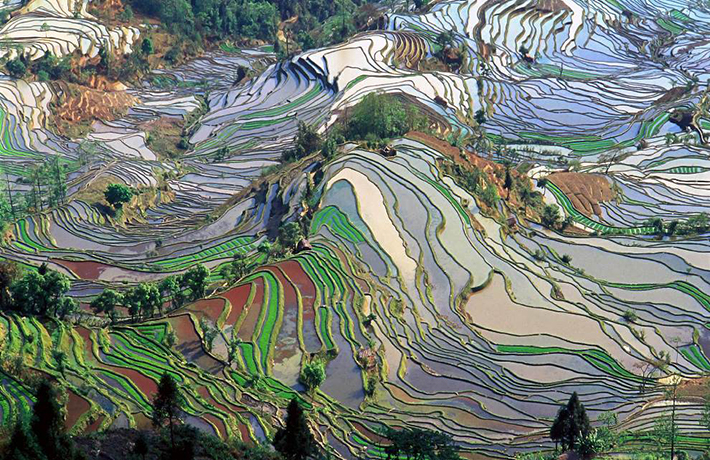 Terraced rice fields in Yunna, China