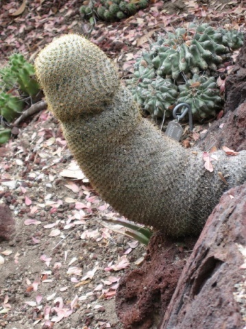 cactus sexy