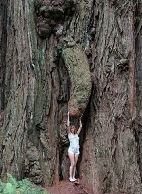 tree penis