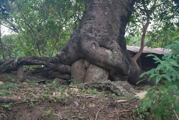 sex trees