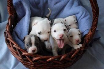 They are so cute as puppies that you will never get anything done.
