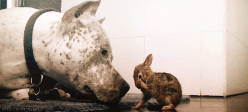 This bunny also clearly fears for its life – first Bambi, now Thumper.