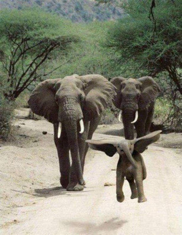 cool pic baby elephant jumping