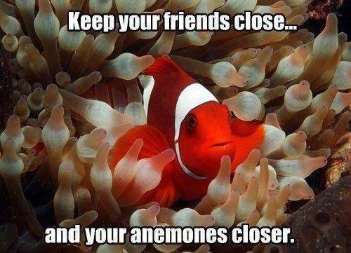 cool pic muriwai - Keep your friends close.. and your anemones closer.