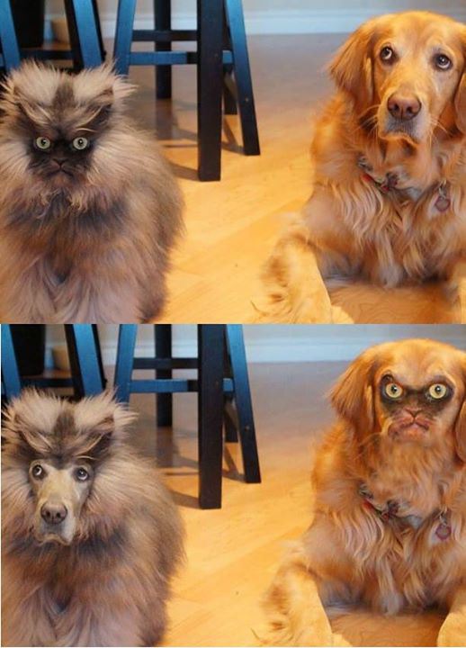 cool pic cat dog face swap