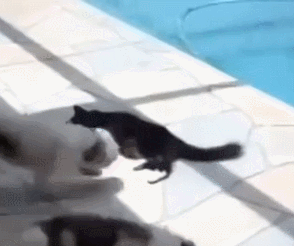 21 Gif's Too Fun To Stop Watching!