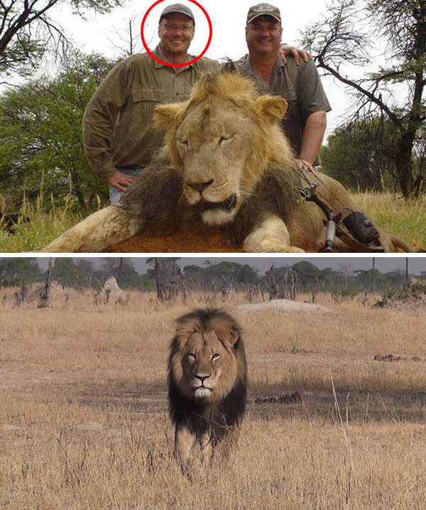 The American dentist who butchered Africa's most famous lion, Cecil.In July 2015, Cecil the lion was slaughtered by prolific animal killer Walter Palmer, who has bragged online about his twisted hunting exploits. The middle-aged dentist from Minnesota also posed for a series of "trophy" images with the bodies of the magnificent beasts he has killed. Cecil was one of the world's most recognizable felines because of his rare black mane. He was the star attraction for thousands of tourists who travel to the Hwange National Park in Zimbabwe every year.Palmer — who is now wanted by Zimbabwean police — maintained he believed the hunt he was on was legal