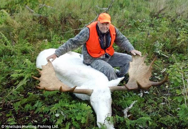 The hunters who apologized after killing a rare albino bull revered by a Native American tribe.three hunters were trying to make amends after they killed a rare albino moose considered sacred by the indigenous Mi'kmaq people. The hunters, who have not been named, shot the animal in the Cape Breton Highlands of Nova Scotia, Canada during a recent trip to the area. They claim they did not realize that their trophy would spark outrage among the Mi'kmaq, who believe albino creatures to be "spirit" animals.They later returned the hide so the Mi'kmaq could perform a sacred ceremony.