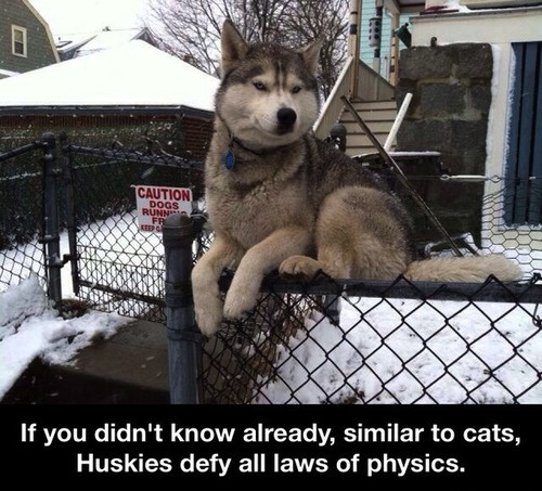dope pic husky memes - Caution Runn Dogs If you didn't know already, similar to cats, Huskies defy all laws of physics.