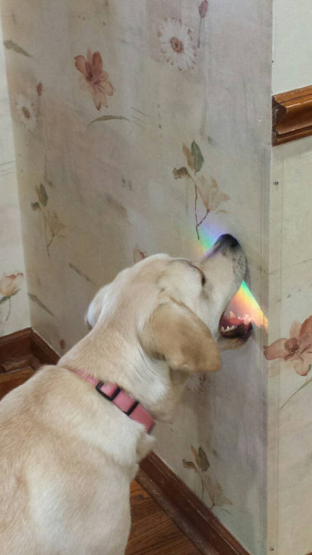 dog trying to eat rainbow