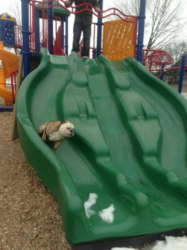 Not all Animals Can Handle the Slide!