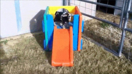 Not all Animals Can Handle the Slide!