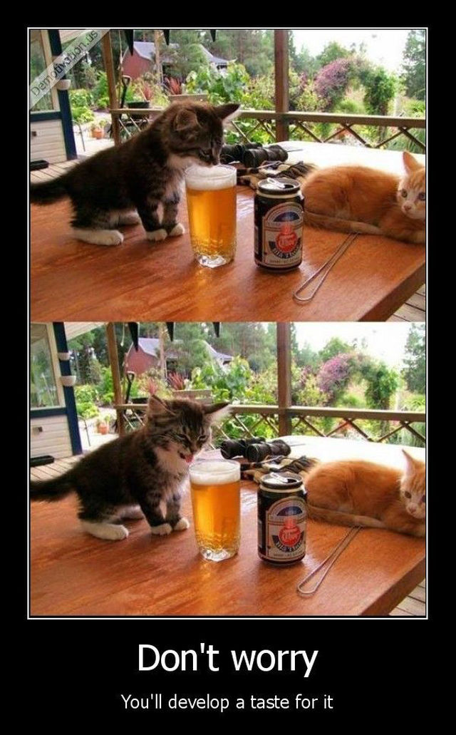 kitten tastes beer - Demotivation.us Don't worry You'll develop a taste for it