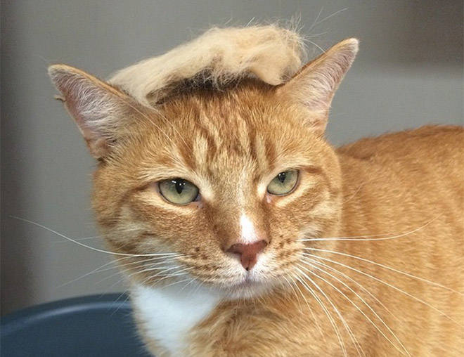 18 Donald Trump Cats that are taking over the Web!
