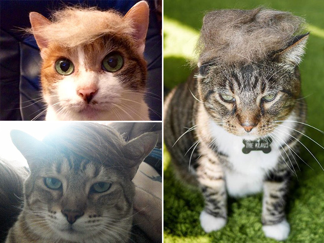 18 Donald Trump Cats that are taking over the Web!