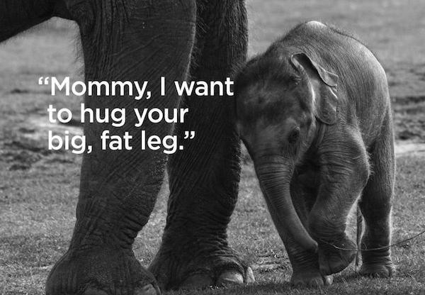 Elephant - "Mommy, I want to hug your big, fat leg."