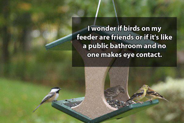 bird feeders - I wonder if birds on my feeder are friends or if it's a public bathroom and no one makes eye contact.