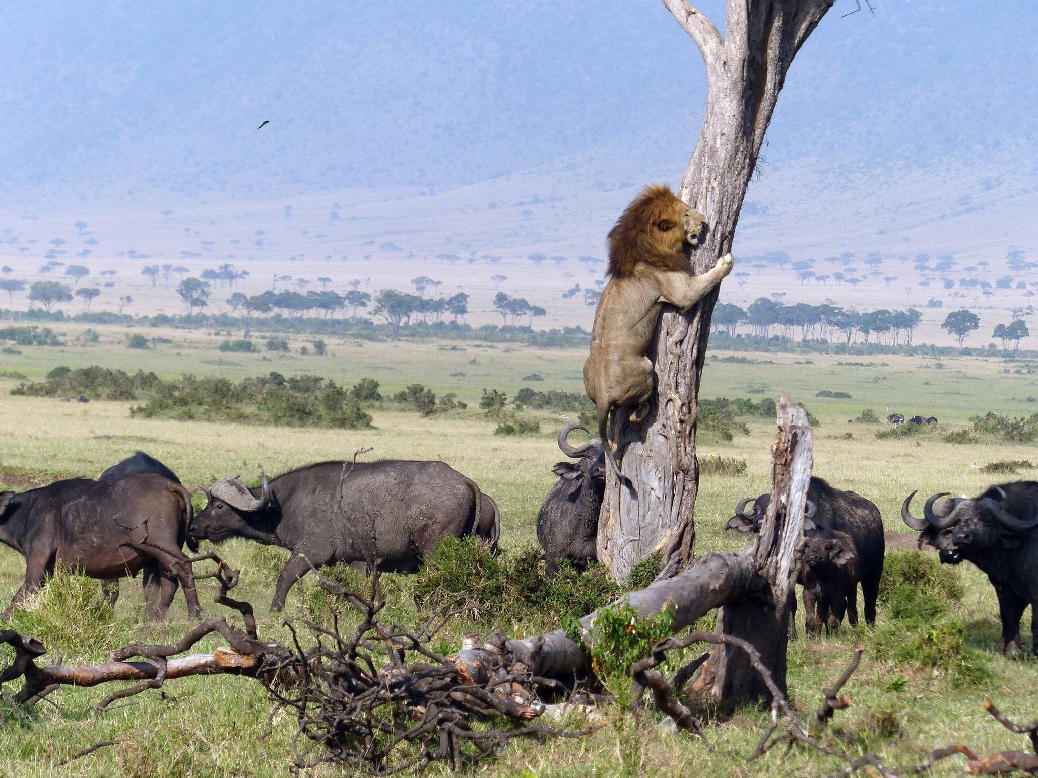 A lion escaping a herd of buffalo