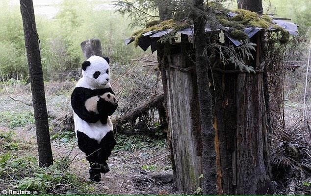 Wildlife workers dressed up as pandas to make baby pandas feel safe