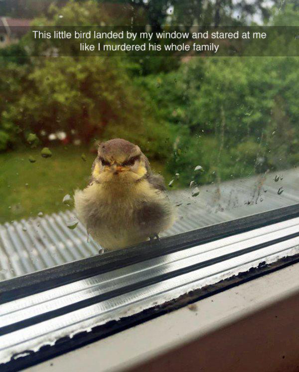 best funny animal memes - This little bird landed by my window and stared at me, I murdered his whole family