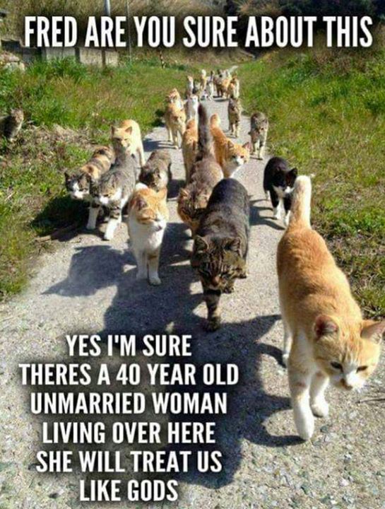 crazy cat lady meme - Fred Are You Sure About This Yes I'M Sure Theres A 40 Year Old Unmarried Woman Living Over Here She Will Treat Us Gods