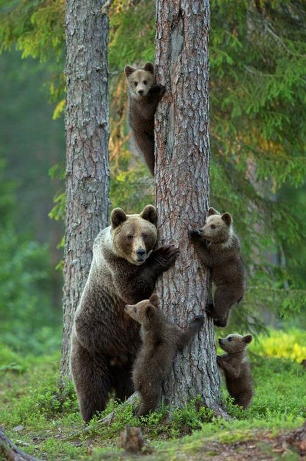 random pic mother bear teaching cubs