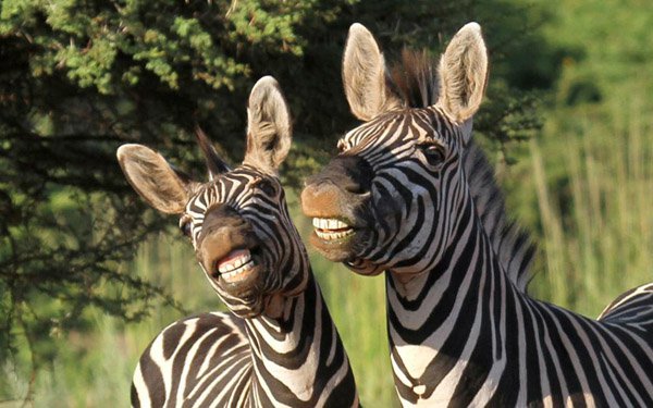 random pic smiling zebras