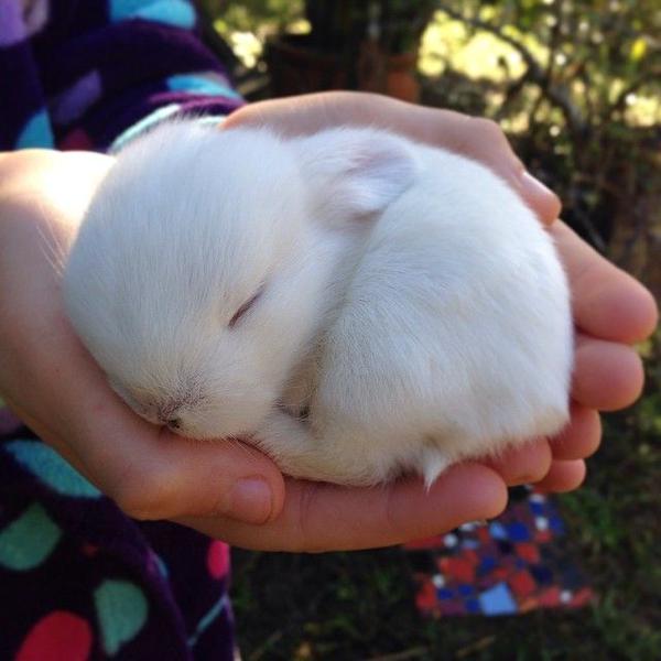 11 day old baby bunny