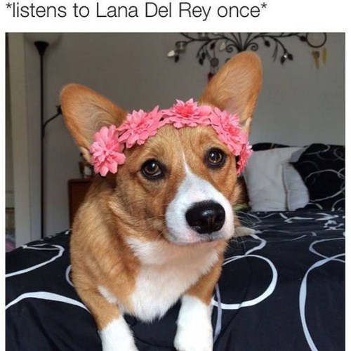 listens to lana del rey once meme - listens to Lana Del Rey once