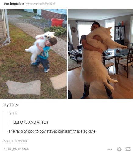 boy to dog ratio - theimgurian sarahsarahpearl crydaisy blshiit Before And After The ratio of dog to boy stayed constant that's so cute Source xsade 1,078,258 notes