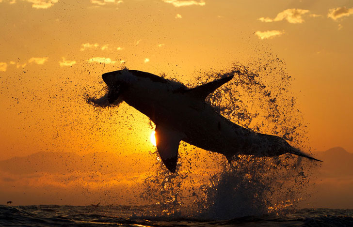 great white shark jumping out of water
