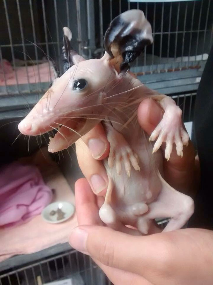 hairless possum