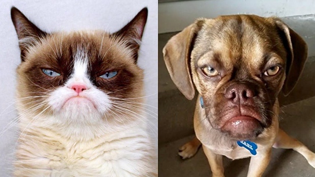 Watch out Grumpy cat Here Comes Grumpy Puppy!