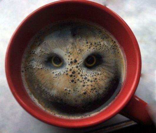 memes  - hula hoop coffee owl