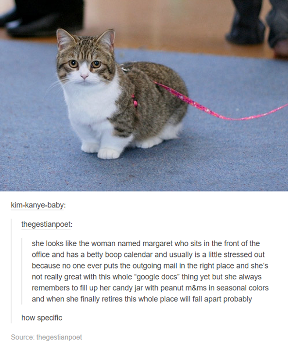 tumblr - small full grown cats - kimkanyebaby thegestianpoet she looks the woman named margaret who sits in the front of the office and has a betty boop calendar and usually is a little stressed out because no one ever puts the outgoing mail in the right 