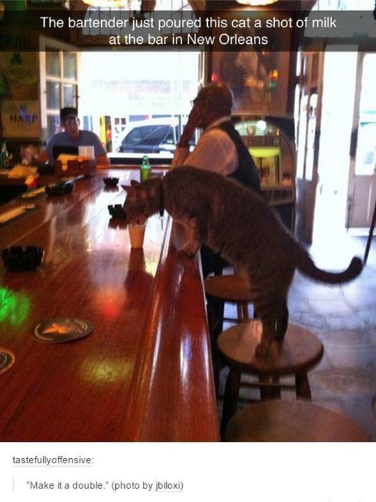 tumblr - cat at the bar - The bartender just poured this cat a shot of milk at the bar in New Orleans tastefully offensive "Make it a double." photo by jbiloxi