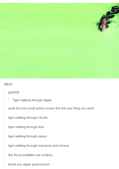 tumblr - grass - elfpen godotal Tiger walking through algae. yeah but you could green screen this into any thing you want tiger walking through clouds tiger walking through lava tiger walking through space tiger walking through macaroni and cheese the pos