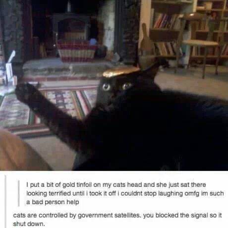 tumblr - cat tin foil - I put a bit of gold tinfoil on my cats head and she just sat there looking terrified until i took it off i couldnt stop laughing omfg im such a bad person help cats are controlled by government satellites, you blocked the signal so