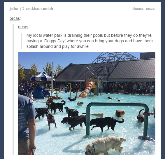 tumblr - Dog - jailor zackisontumblr Source orcas orcas orcas My local water park is draining their pools but before they do they're having a 'Doggy Day' where you can bring your dogs and have them splash around and play for awhile