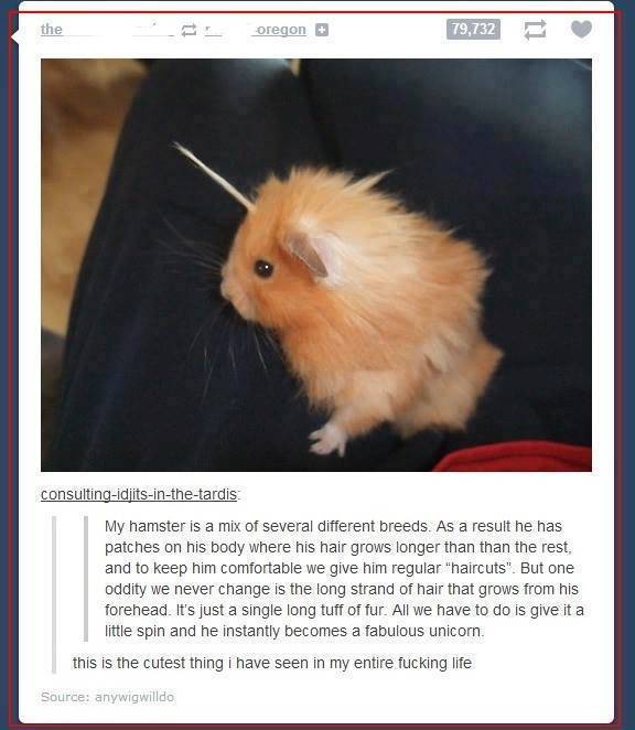 tumblr - unicorn hamster - the pregon 79,732 E consultingidjitsinthetardis My hamster is a mix of several different breeds. As a result he has patches on his body where his hair grows longer than than the rest. and to keep him comfortable we give him regu
