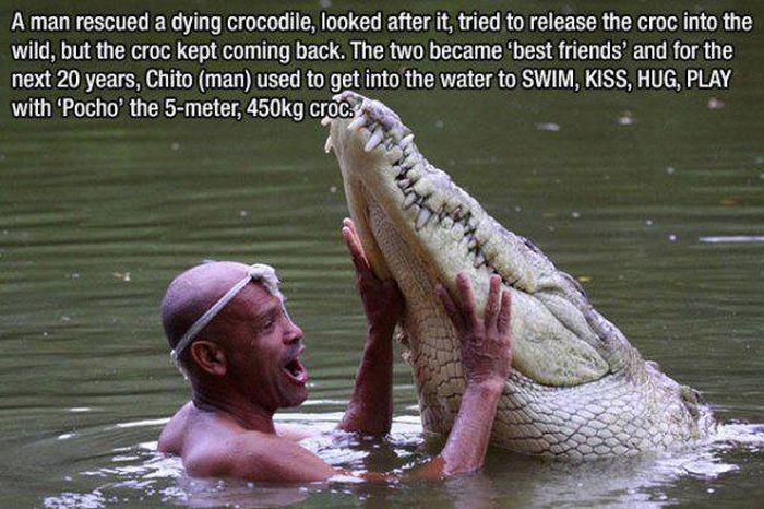 gilberto shedden - A man rescued a dying crocodile, looked after it, tried to release the croc into the wild, but the croc kept coming back. The two became best friends and for the next 20 years, Chito man used to get into the water to Swim, Kiss, Hug, Pl