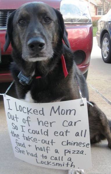 funny dog shaming - I Locked Mom out of her car So I could eat all Takeout chinese the takeout food & halt at half a She had to call a pizza. Locksmith