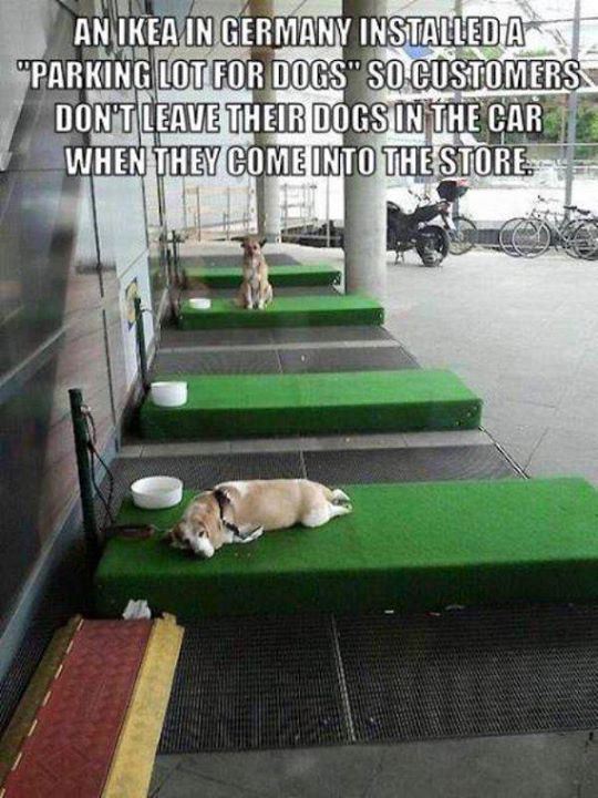 ikea dog parking - An Ikea In Germany Installedat "Parking Lot For Dogs" So Customers Don'T Leave Their Dogs In The Car When They Come Into The Store.