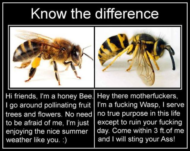 wasp vs bee meme - Know the difference Hi friends, I'm a honey Bee. Hey there motherfuckers, I go around pollinating fruit i'm a fucking Wasp, I serve trees and flowers. No need no true purpose in this life, to be afraid of me, I'm just except to ruin you
