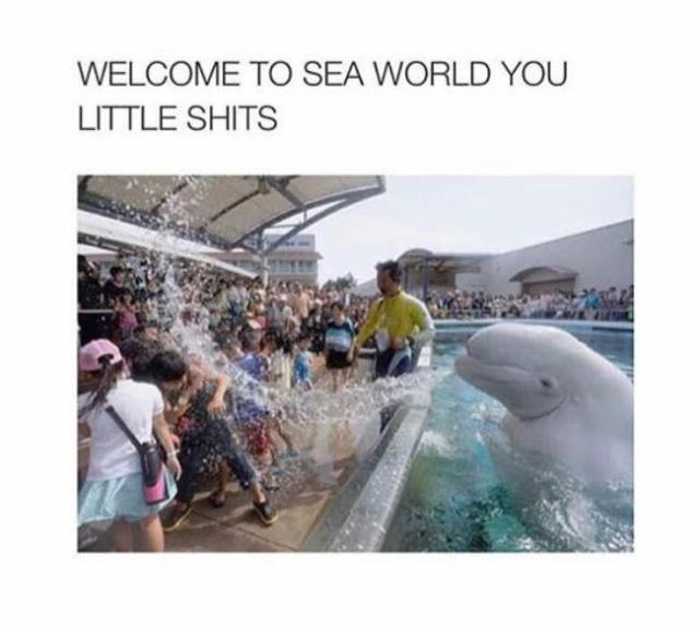 funny seaworld meme - Welcome To Sea World You Little Shits