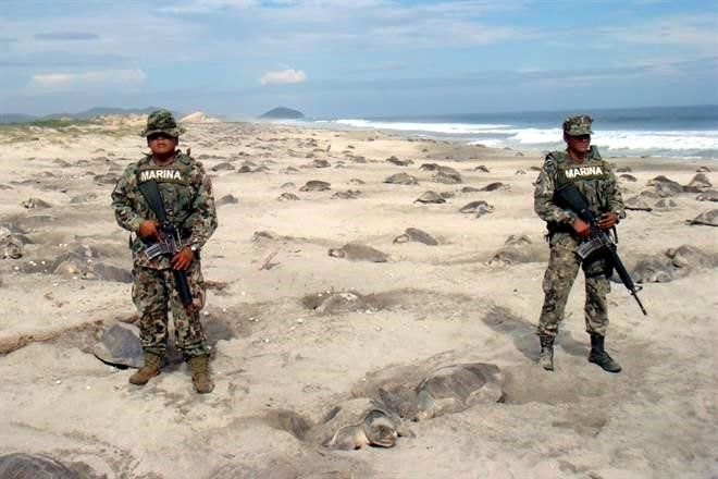 mexican marines protecting turtles - Marina Marina