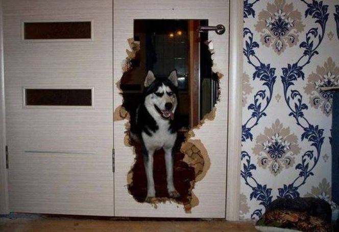 husky dog door - Ii