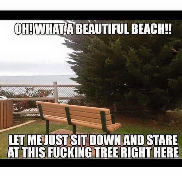 tree - Oh! What A Beautiful Beach!! Let Me Just Sit Down And Stare At This Fucking Tree Right Here