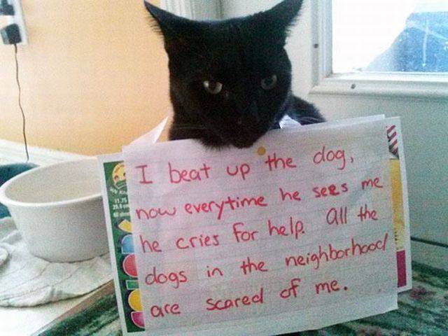 cat shaming - I beat up the dog now everytime he sees me the cries for help all the I dogs in the neighborhood care scared of me.